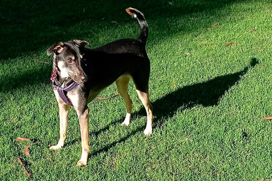 Hana es una perrita criolla que desapareció desde el pasado 5 de julio y su familia la está buscando. ¡Ayúdanos a encontrarla!