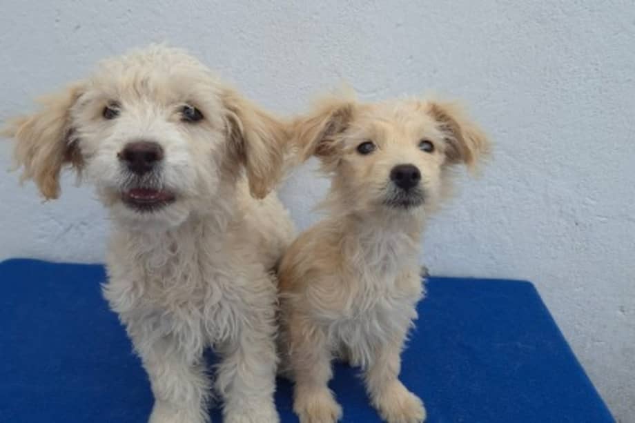 La fundación espera que ambos perros puedan ser adoptados juntos, ya que son inseparables.