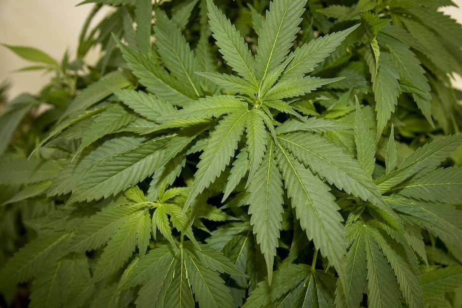 México es uno de los mayores productores de heroína, marihuana y metanfetaminas, dice Estados Unidos. / Bloomberg News