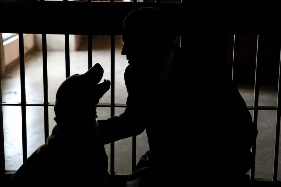 Tres perros labradores hacen parte del equipo antinarcóticos de la Cárcel Distrital./ Cortesía Alcaldía de Bogotá.