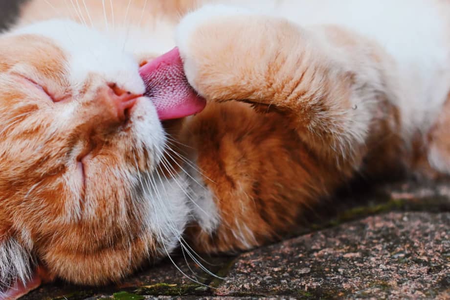 El gato es un animal que requiere de cuidados constantes.