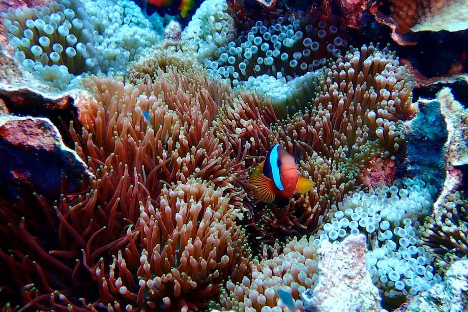 Imagen de la colonia encontrada en la Gran Barrera de Coral australiana.