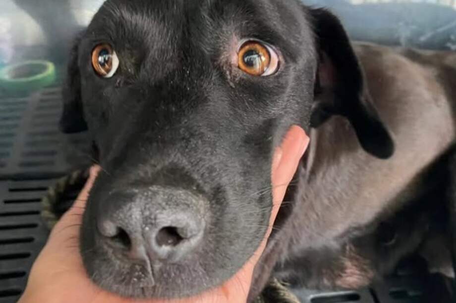 Pepa es una perrita de tamaño grande, noble, nerviosa pero muy juiciosa.