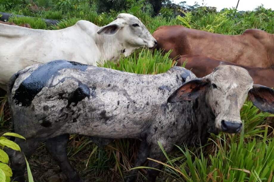 El sector ganadero en Latinoamérica aporta entre el 2 % y 3 % de las emisiones totales de gases de efecto invernadero de la región. Imagen de referencia.