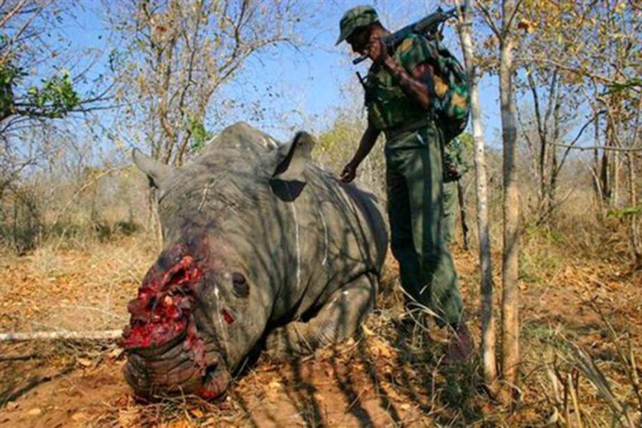 Más de mil rinocerontes murieron en 2013 por caza furtiva en Sudáfrica