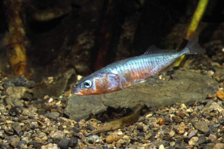 El espinoso del mar del Japón (Gasterosteus nipponicus). / Ryu Uchiyama