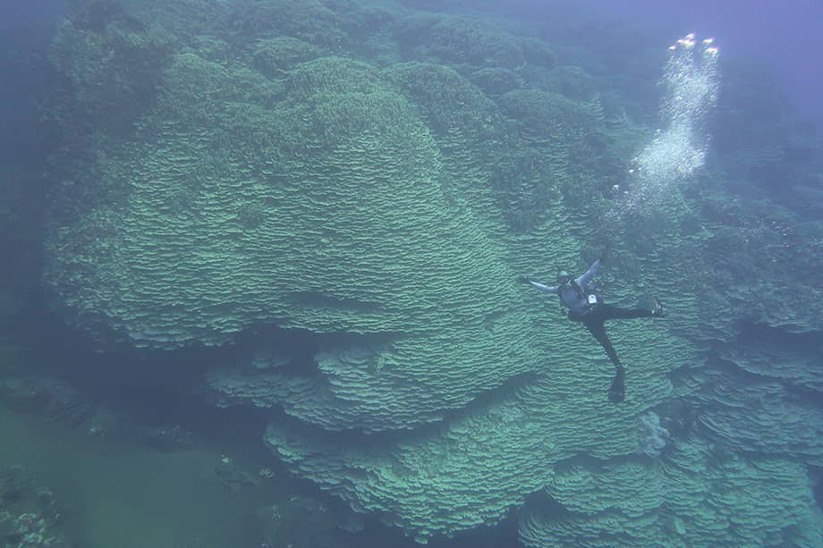 Un investigador de la NOAA nada frente a un enorme arrecife de coral en el Monumento Nacional Marino de la Fosa de las Marianas.