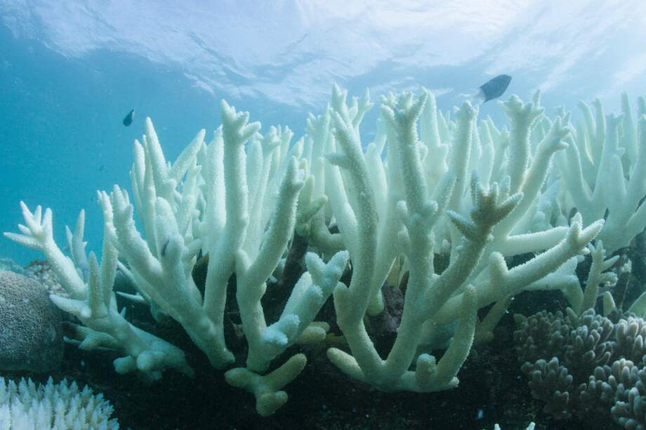 La Gran Barrera de Coral de Australia ha sufrido varios eventos de blanqueamiento en los últimos años. / EFE