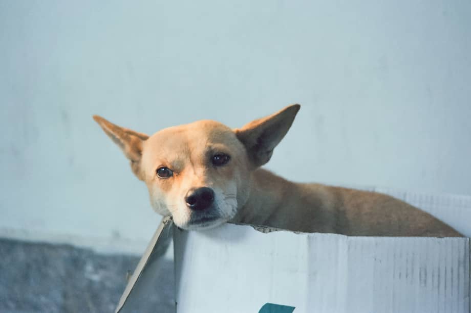 Adoptar es un compromiso profundo y a largo plazo. Un perro o un gato puede vivir entre 15 y 20 años, y durante todo ese tiempo dependerá de usted.