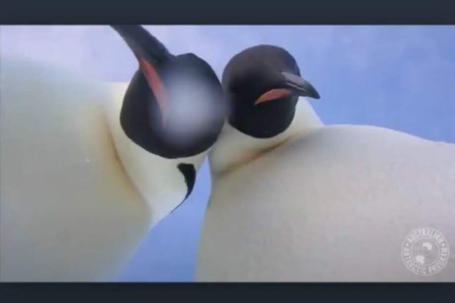 Captura de pantalla Twitter @AusAntarctic