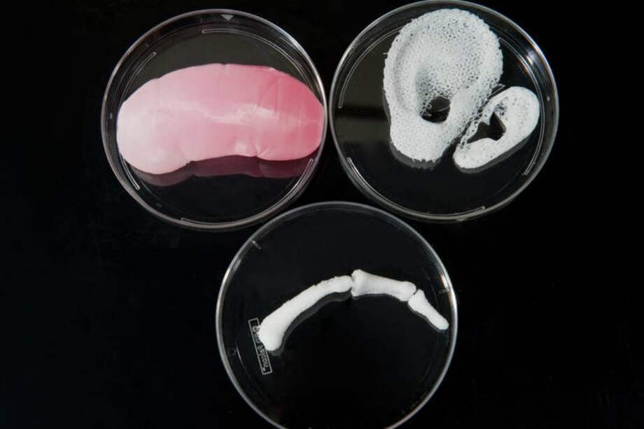 Un riñón, un dedo y una oreja imprimidos en 3D. / Wake Forest Institute