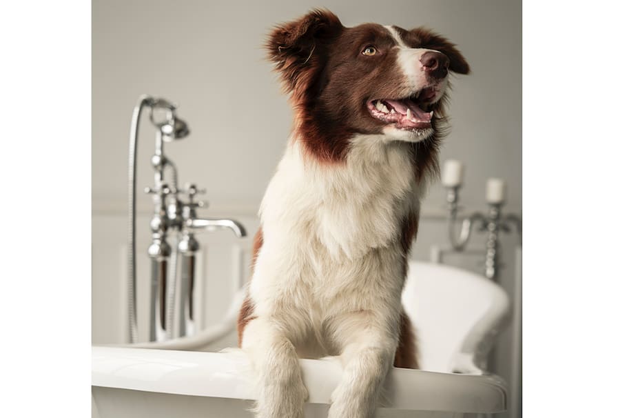 Si tienes dudas sobre el aseo de tu perro y cada cuánto debes bañarlo, aquí te las resolvemos.