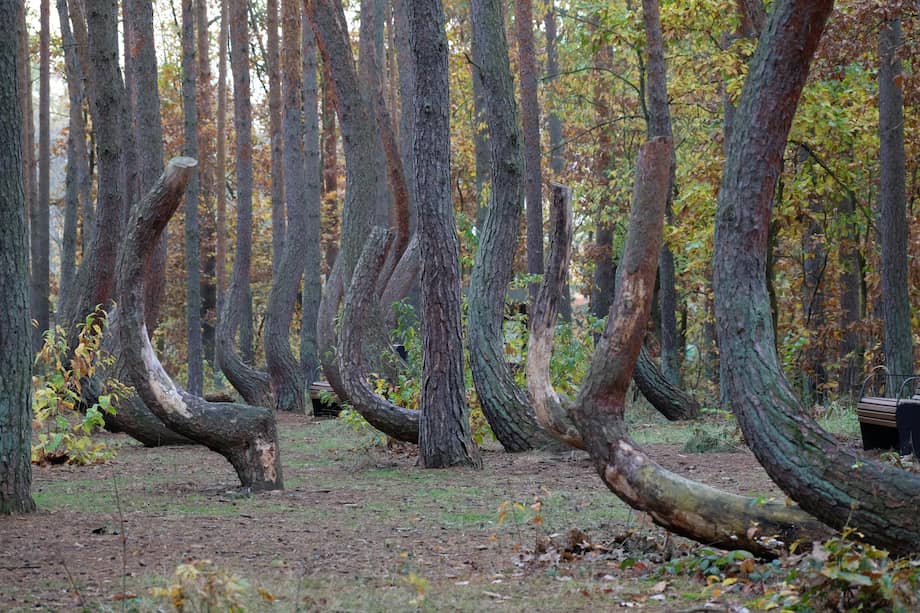 Parecen sacados de una película de ciencia ficción, pero estos árboles torcidos existen y forman uno de los mayores misterios naturales de Polonia.