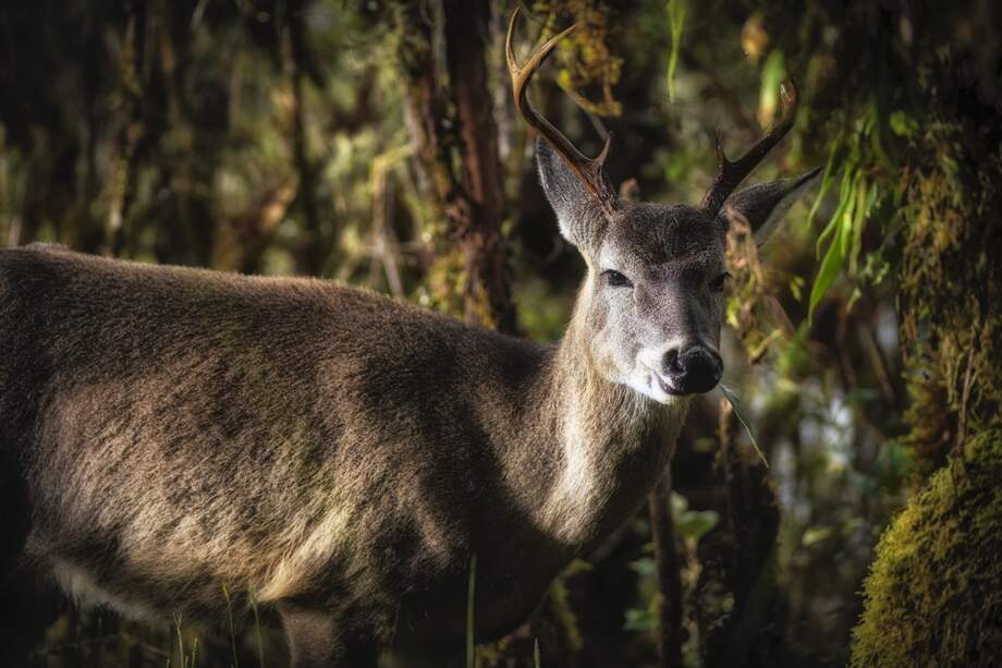 El venado de cola blanca es uno de los animales que encabeza la lamentable lista de las especies más amenazadas en Cundinamarca