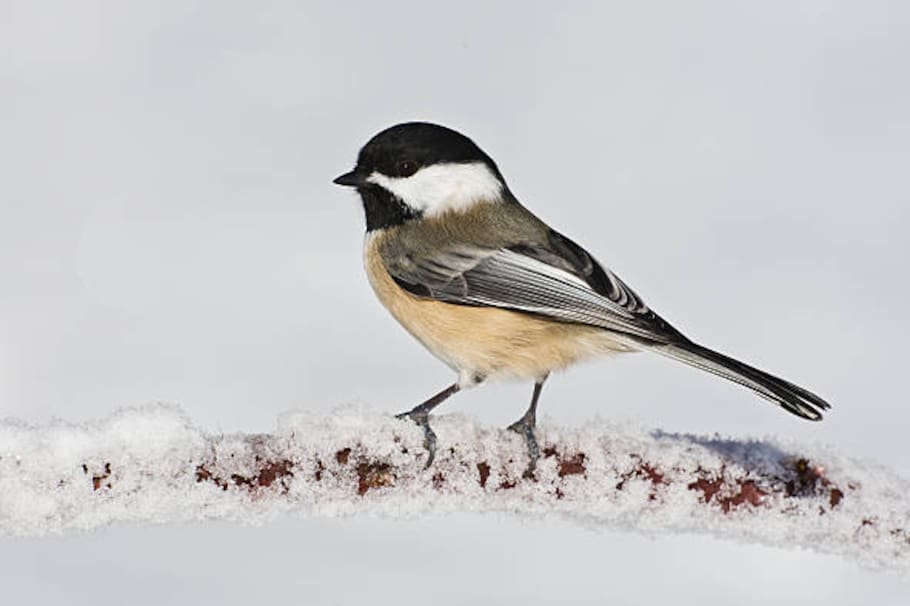 El último canto del Kauaʻi ʻōʻō resuena como un eco triste de una especie extinta, recordándonos el devastador impacto de la extinción y la urgente necesidad de proteger nuestra biodiversidad.