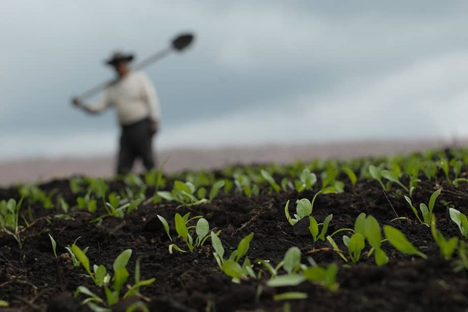 La norma promete dar una solución a la informalidad en la propiedad de predios rurales. /Archivo El Espectador