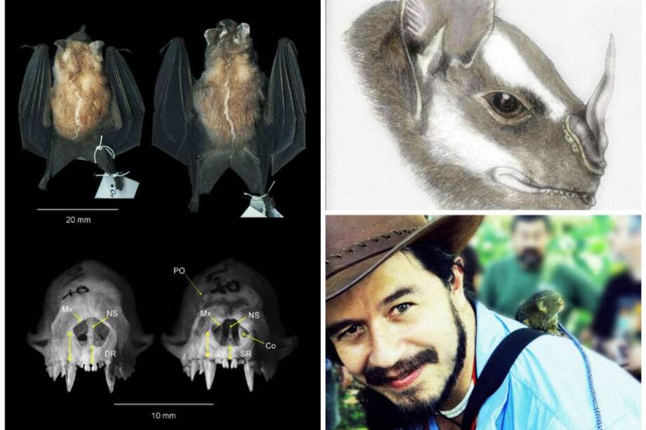 El biólogo Hugo Mantilla-Meluk descubrió el Uroderma bakeri