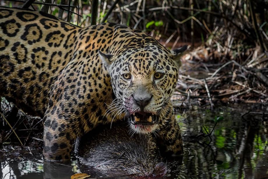 Cortesía / Cortesía