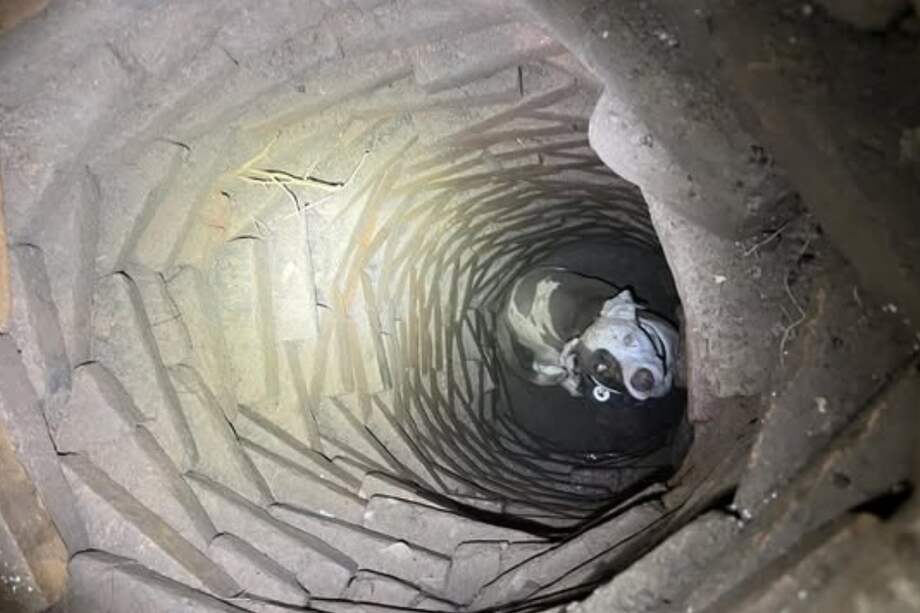 El can fue adoptado por una familia que conoció su historia.