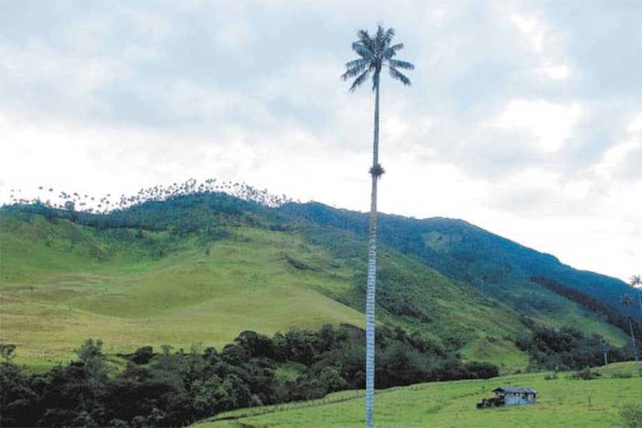 La palma de cera, un símbolo nacional en peligro de extinción