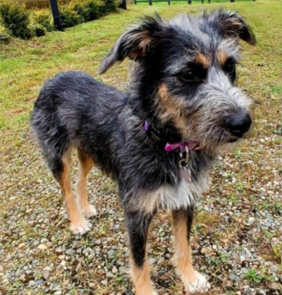 ‘Rigo’: La terrible historia detrás de la mascota que aparece en la novela