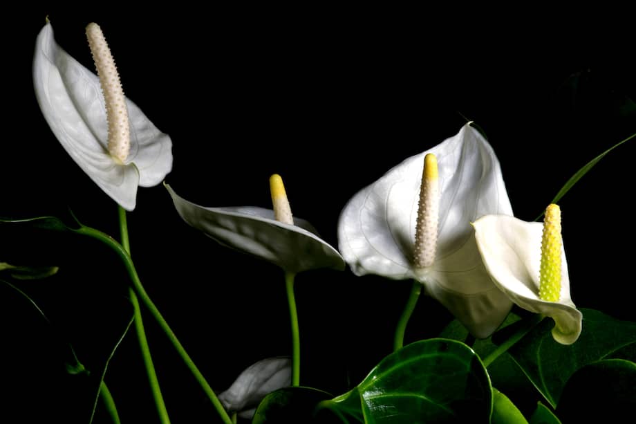 ¿Qué plantas deben estar lejos de la ventana? Conozca algunas.