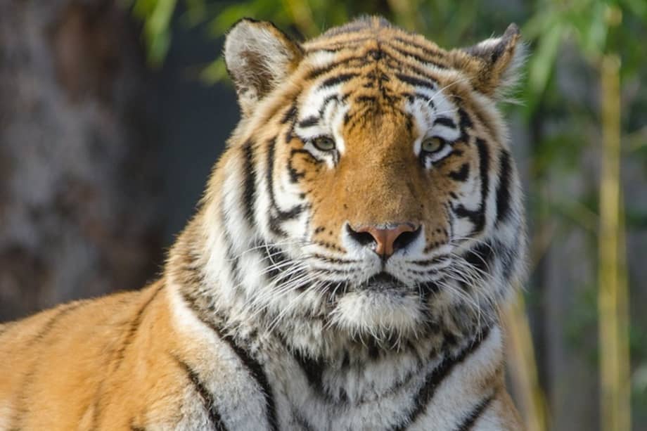 Imagen de referencia. La serie documental siguió a un grupo de tigres de bengala en una isla de Nepal.