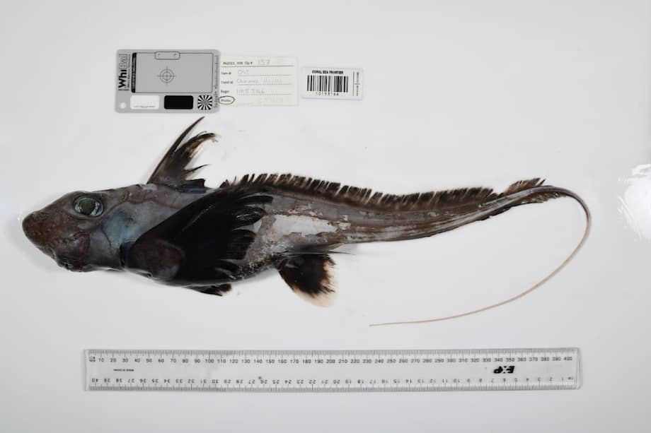 A menudo denominadas "tiburones fantasma", las quimeras se encuentran entre los habitantes más misteriosos de las profundidades oceánicas. Parientes lejanos de los tiburones y las rayas, se separaron en un linaje evolutivo distinto hace casi 400 millones de años, antes incluso de la aparición de los dinosaurios. El Dr. William White, ictiólogo del CSIRO, descubrió la nueva especie durante la expedición del Censo Oceánico 2025 al Parque Marino del Mar del Coral, en colaboración con el CSIRO y con el apoyo de Parks Australia y Bushblitz.