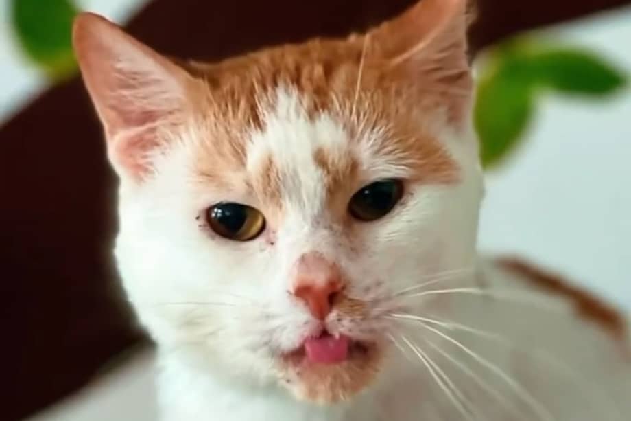 Algodón fue hallado en un guacal junto a la basura, pero su vida dio un giro