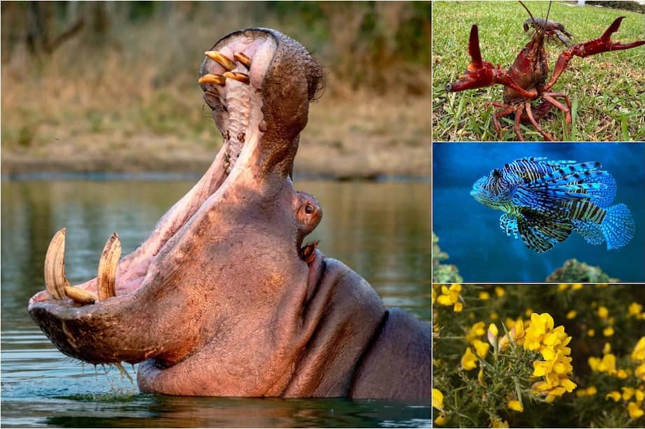 El pez león, el cangrejo rojo americano y el retamo espinoso son algunas de las 26 especies declaradas como exóticas invasoras en Colombia.