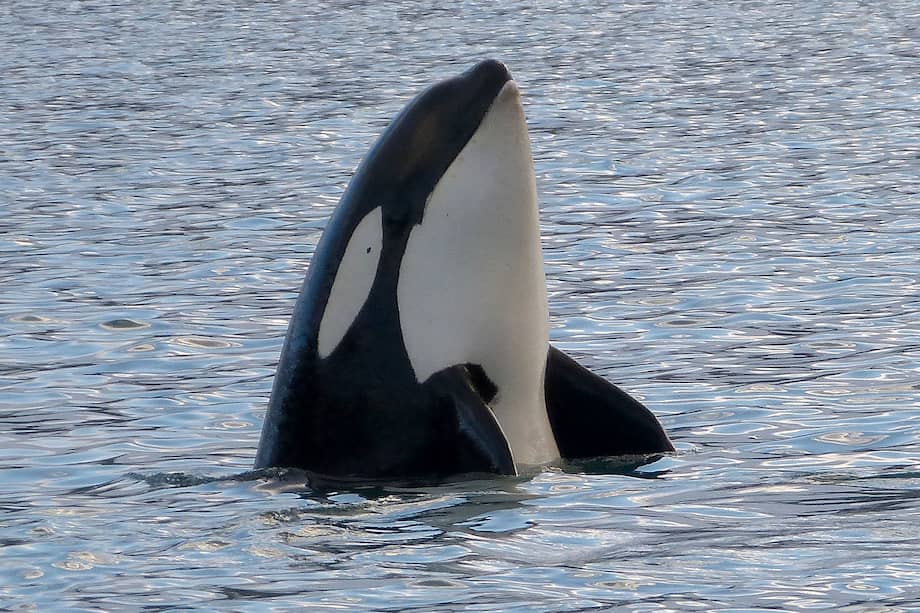 Que la Orcinus Orca pueda decir "hello" no solo significa que puede imitar sonidos, como los loros, sino que puede aprenderlos, aunque no signifiquen nada para ellas. / Gail Hampshire / iNaturalist