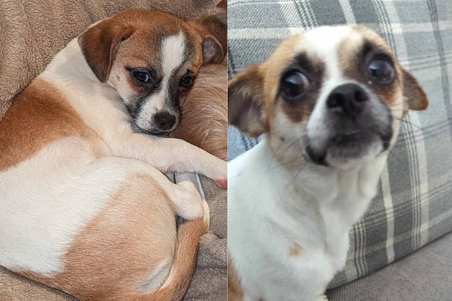 El canino duró once días extraviado.