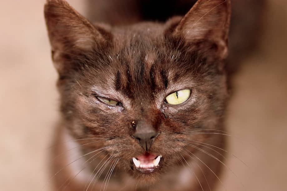 Las causas que pueden provocar la ceguera en un gato son muy diversas.