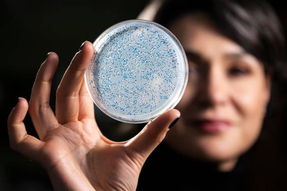 Betül Kaçar, profesora asociada de bacteriología, sostiene una placa de Petri que contiene el microbio fijador de nitrógeno Azotobacter vinelandii (diazotrofo) en su laboratorio de investigación de Ciencias Microbianas de la Universidad de Wisconsin-Madison.