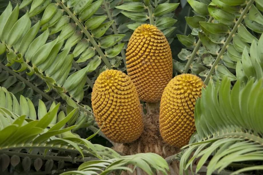 Imagen de referencia. / Royal Botanic Gardens, Kew