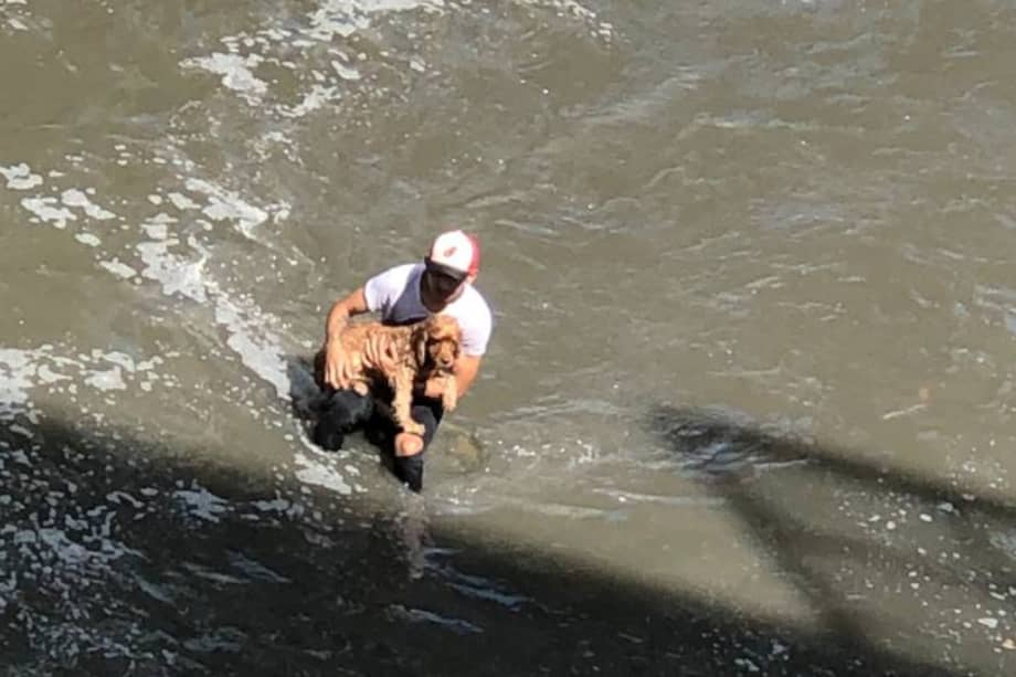 Un hombre se lanzó al afluente para salvar la vida del animal que estaba en peligro.