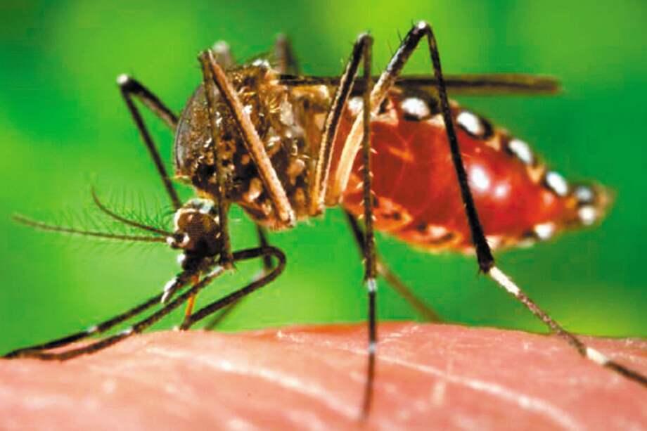 Las enfermedades transmitidas por vectores pueden incrementarse debido a la disminución de precipitaciones. / Wikimedia-Creative Commons