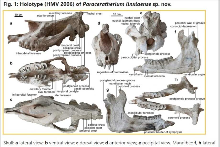 La mandíbula y el cráneo encontrados por el equipo tendrían unos 26.5 millones de años.