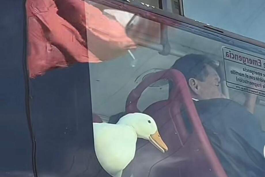 De acuerdo con los usuarios que compartieron el video, el pato iba a bordo de la ruta D20, con destino al Portal de la 80.