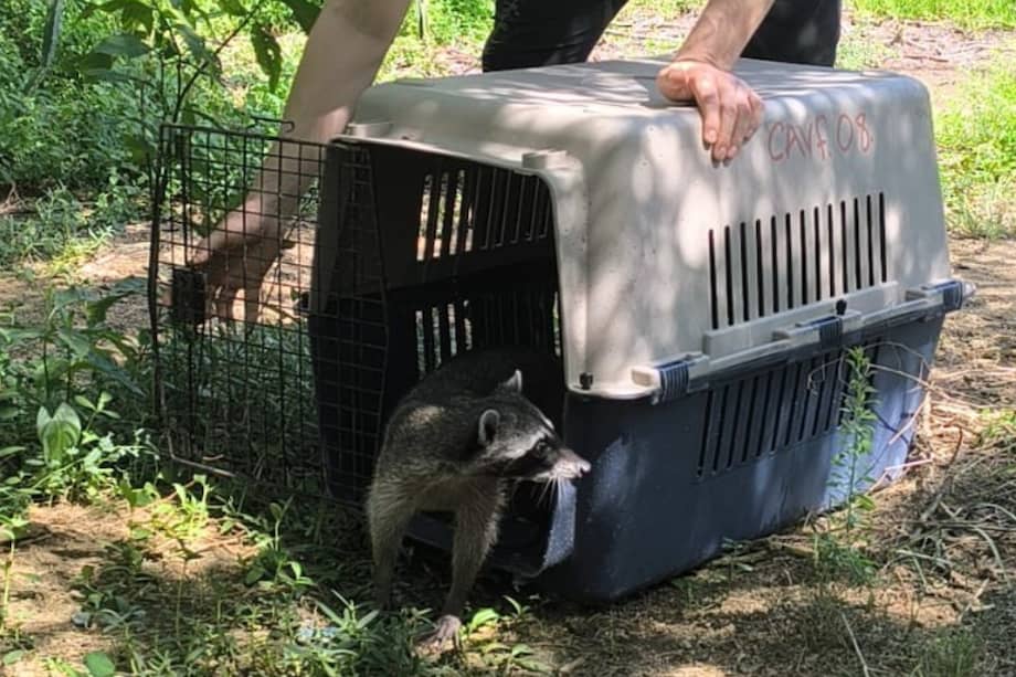 Los animales fueron liberados en Ciénaga Grande de Santa Marta y en los caños conectados con esta.