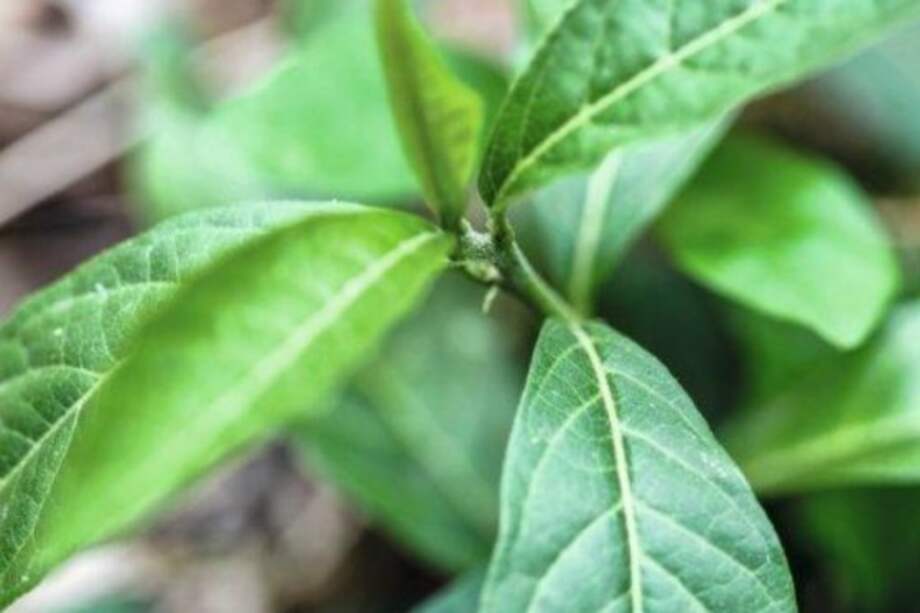 Cortesía Ana María Mejía / Cortesía Ana María Mejía