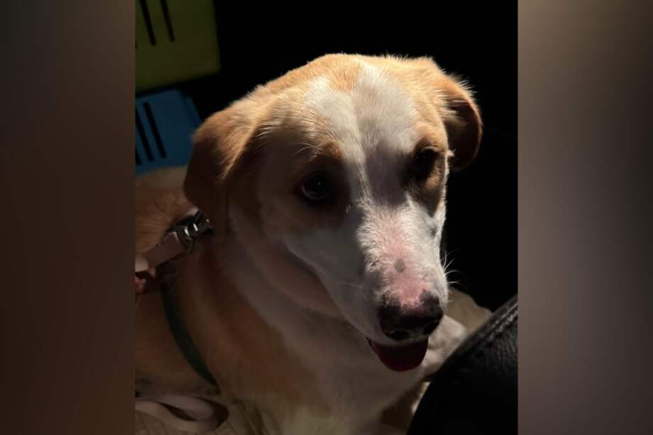 Publicaciones en redes sociales llevaron a la fundación a detectar posibles inconsistencias en la información entregada sobre el lugar de residencia de la perrita.