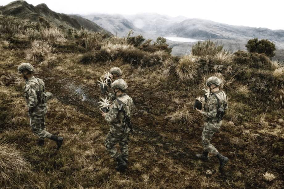 La siembra de frailejones es uno de los compromisos ambientales que adelantan las Fuerzas Militares. / Cortesía