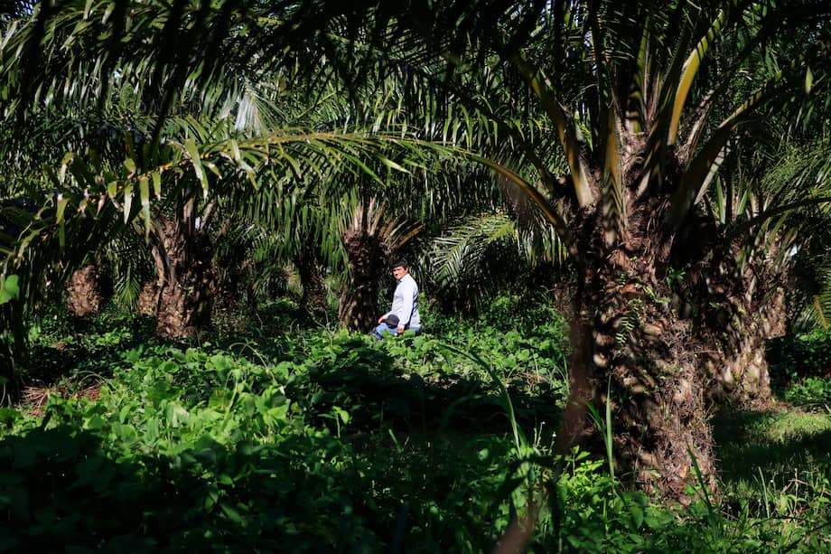 Imagen de referencia.