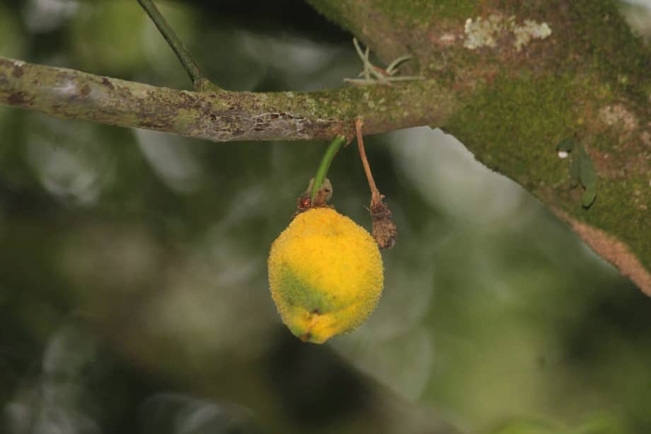 El madroño se destaca por ser un árbol con múltiples usos en el medio ambiente y en la restauración ecológica.