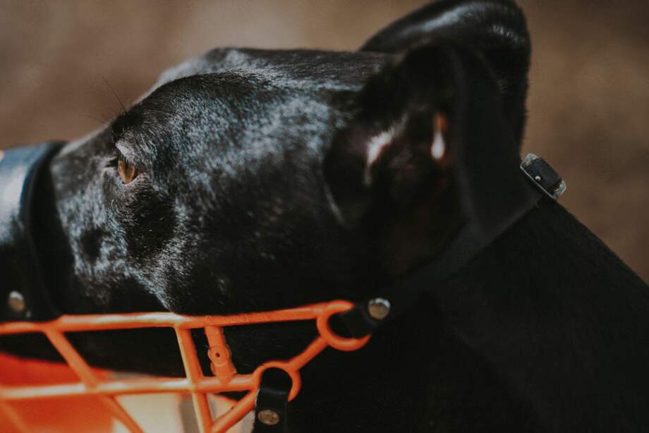 El comportamiento de los perros dependen en gran medida de la educación, socialización y trato que reciben de sus cuidadores.