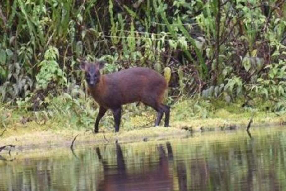 Cómo indican los científicos, se trató de una investigación de varios años en la que se realizaron análisis de la estructura física de esta especie, así como de como estudios genéticos de cráneos y pelajes encontrados en zonas de conservación y en museos.