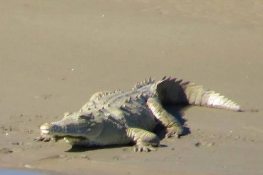 Las autoridades destacaron que la presencia de este animal es muestra de que la naturaleza es resiliente.