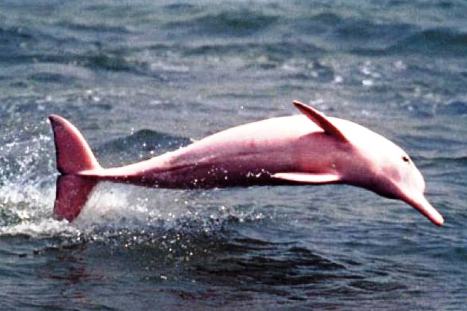 Delfines rosados podrían desaparecer de Hong Kong