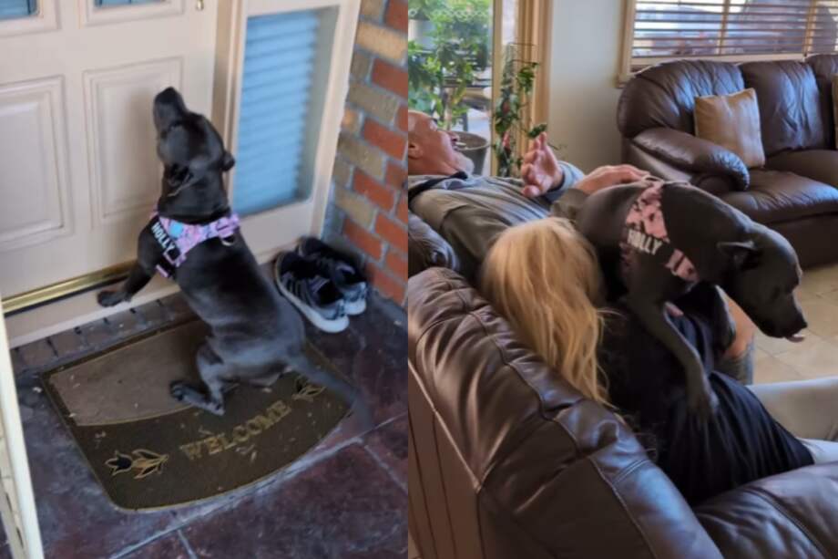 Los perros suelen elegir a una o varias personas favoritas según el tiempo, los cuidados y la cercanía que estos les dan.